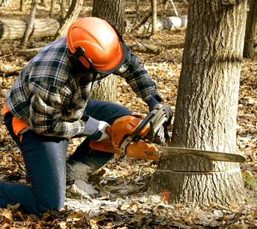 Tree Removal in Narrows, VA